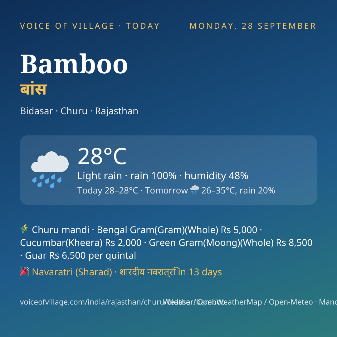Bamboo today